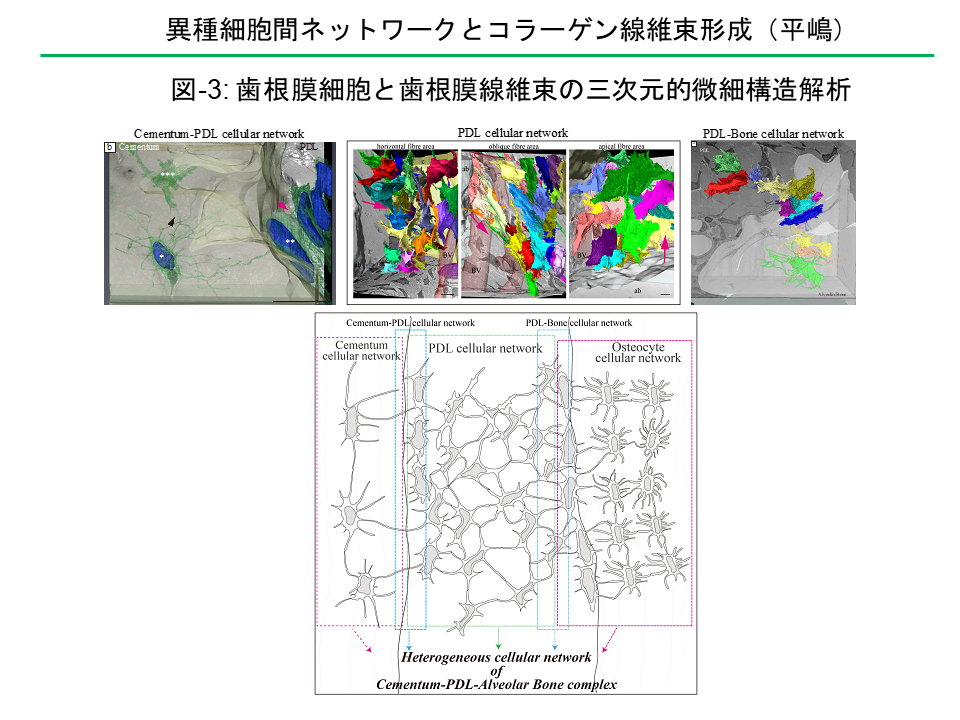 異種細胞間ネットワークとコラーゲン線維束形成(平嶋)