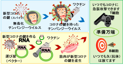 ワクチン 遺伝子 組み換え コロナ