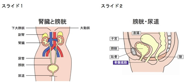 久留米大学医学部泌尿器科