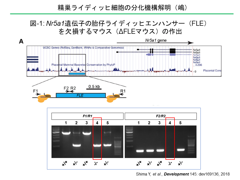 精巣ライディッヒ細胞の分化機構解明（嶋）