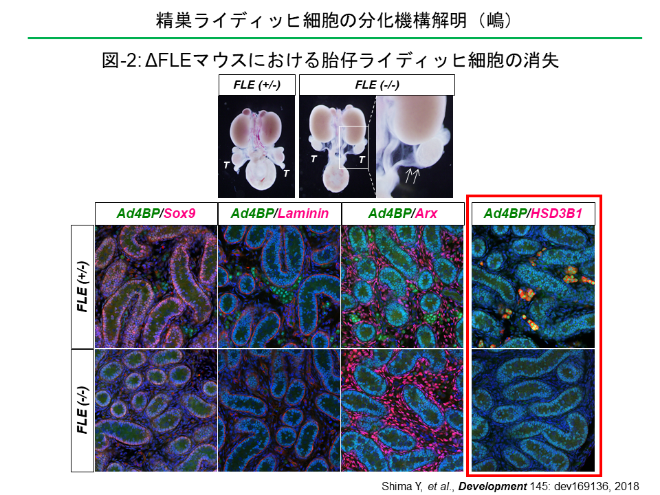 精巣ライディッヒ細胞の分化機構解明（嶋）