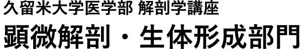 久留米大学医学部 解剖学講座 顕微解剖・生体形成部門