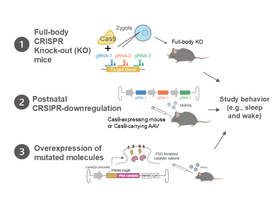 Mouse Genetics Methodology