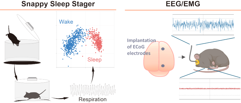 Sleep Analysis Methods